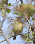 Orange crowned Warbler 2033